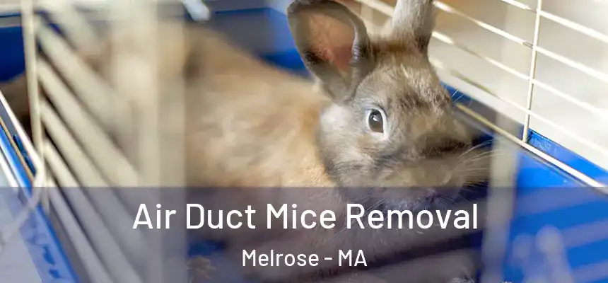  Air Duct Mice Removal Melrose - MA